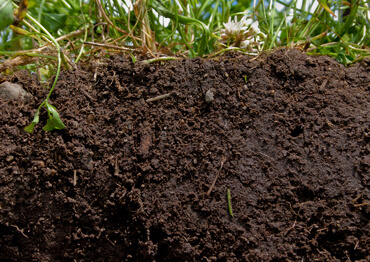 Good example of Aeration soil